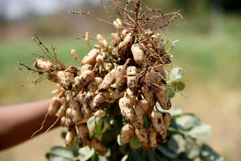 The groundnut crop is about to be harvested in Mangi. Farmers say groundnuts are loved by wild boars and blue bulls