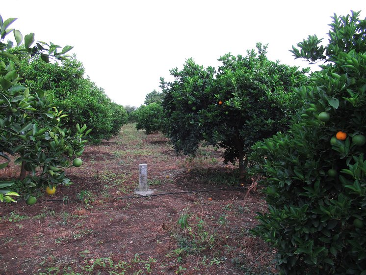 Pole erected in an orchard in Maliwada