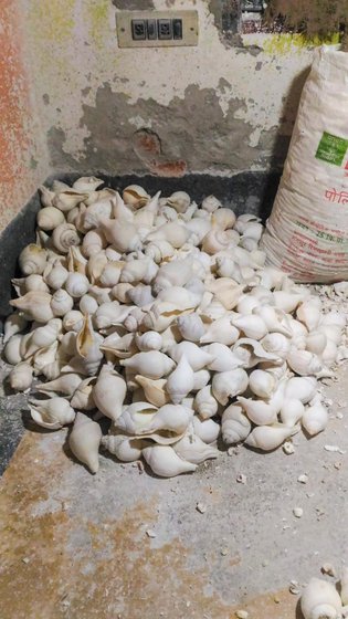 Unfinished conch shells at the in-house workshop of Samar Nath Sen