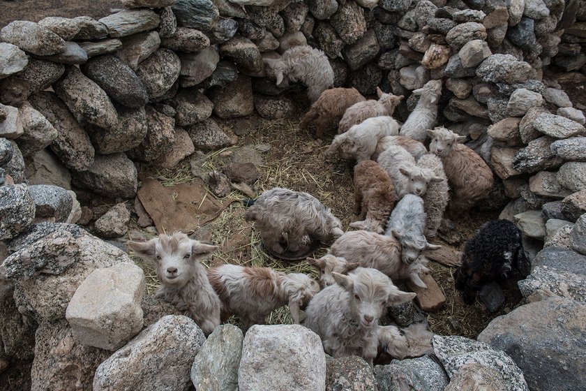 All the members of the pastoralist families take the utmost care to ensure that the newborns can survive in these harsh surroundings, and not succumb to steep drops in temperature, icy winds, or frost.