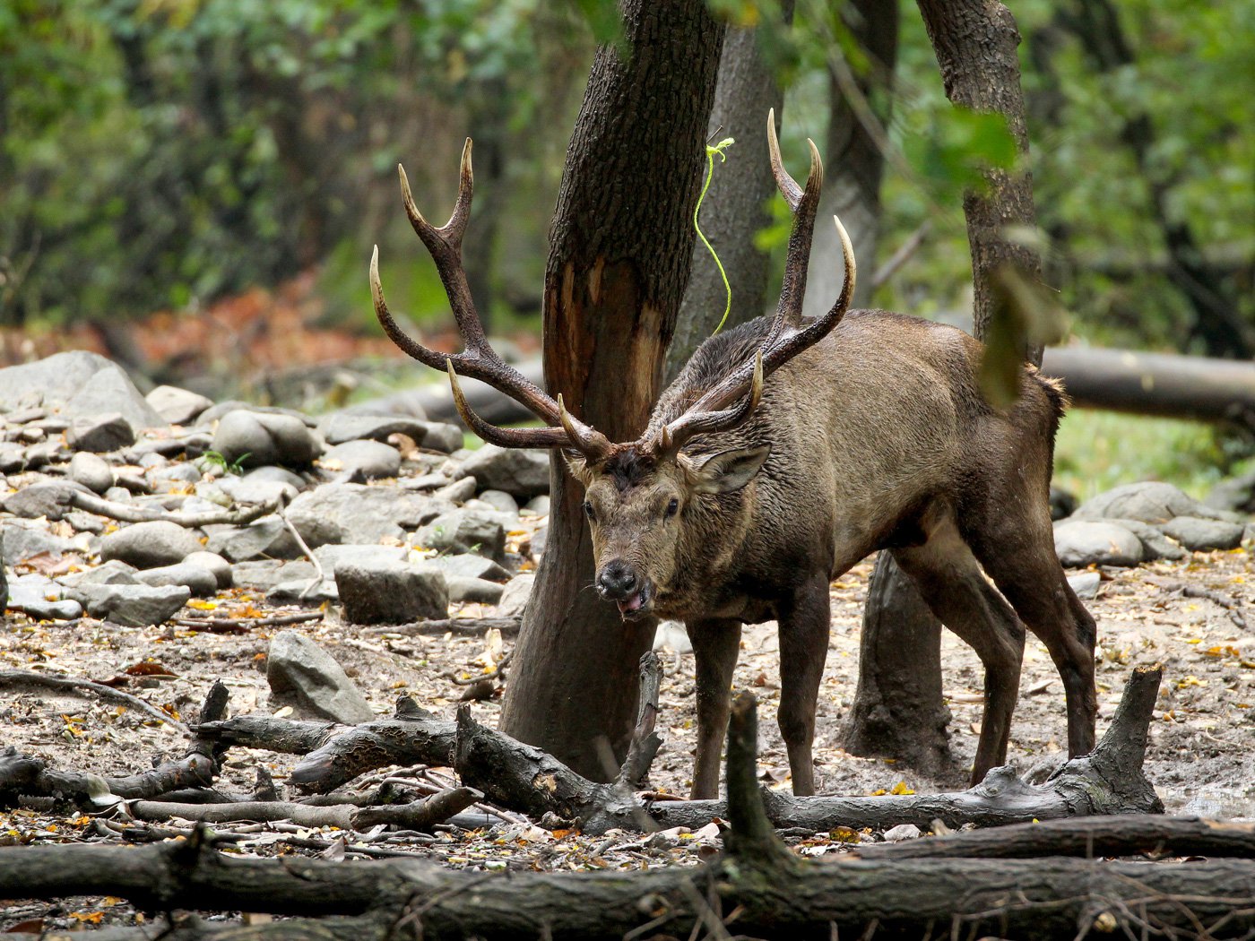 the-naturalist-of-dachigam