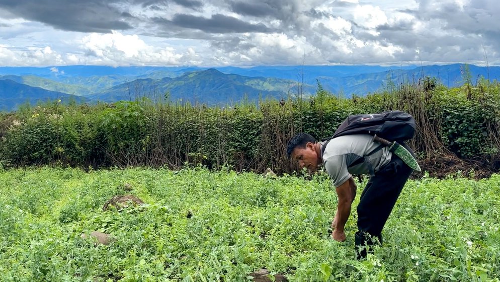 Paolal harvesting peas in his field. The 30 farming households in Ngahmun Gunphaijang, like Paolal’s, were forced to give up poppy cultivation and grow vegetables and fruits like peas, cabbage, potatoes and bananas instead, getting a fraction of their earlier earnings