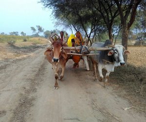 Group of people on bullock cart on their way to start agricultural work