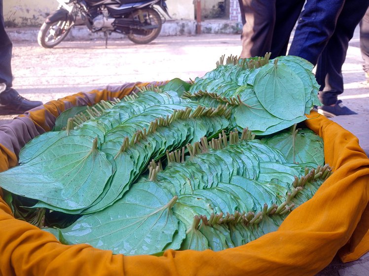 Paan leaves are cleaned and stacked in bundles of 100 (left) to be sold in the mandi (right) everyday