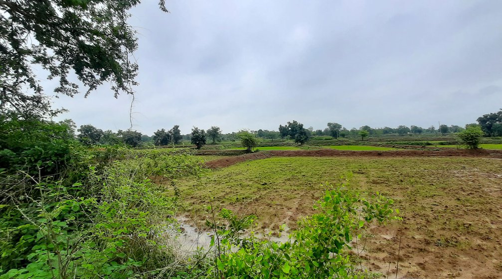 Women farmers of Hirapur still fear going to the farms. 'Even today [a year after Bhaktada’s death in a tiger attack] , no one goes out alone,' they say