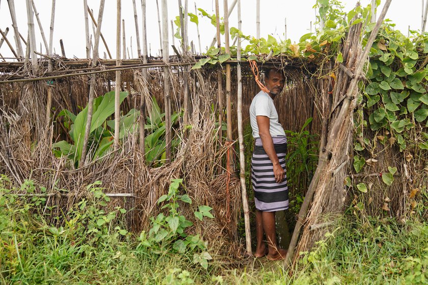 A betel-leaf garden is called bareja in Bihar. This hut-like structure protects the delicate vines from the scorching sun in summers and harsh winds in winters. It is typically fenced with sticks of bamboo, and palm and coconut fronds, coir, paddy straws, and arhar stalks. Inside the bareja , the soil is ploughed into long and deep furrows. Stems are planted in such a way that water does not collect near the root and rot the vine