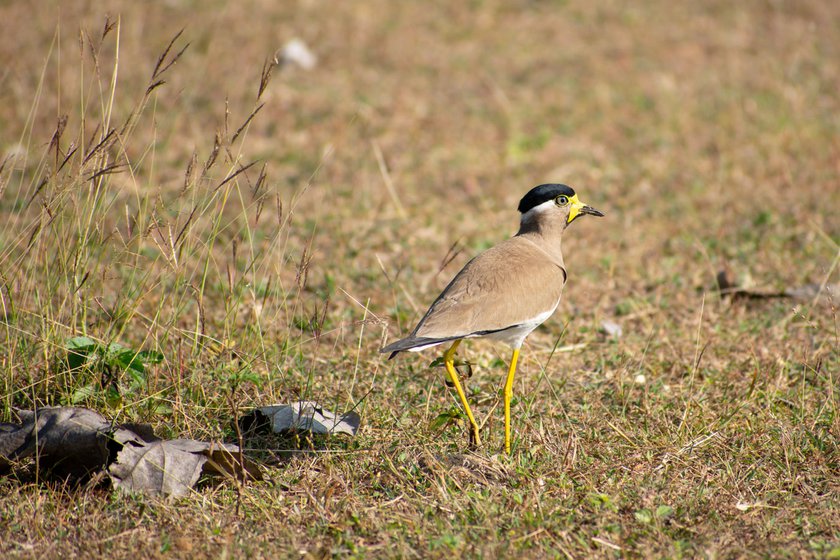 Left: The call of the Yellow-wattled Lapwing (aalkaati paravai) is known to alert animals and other birds about the movement of predators.