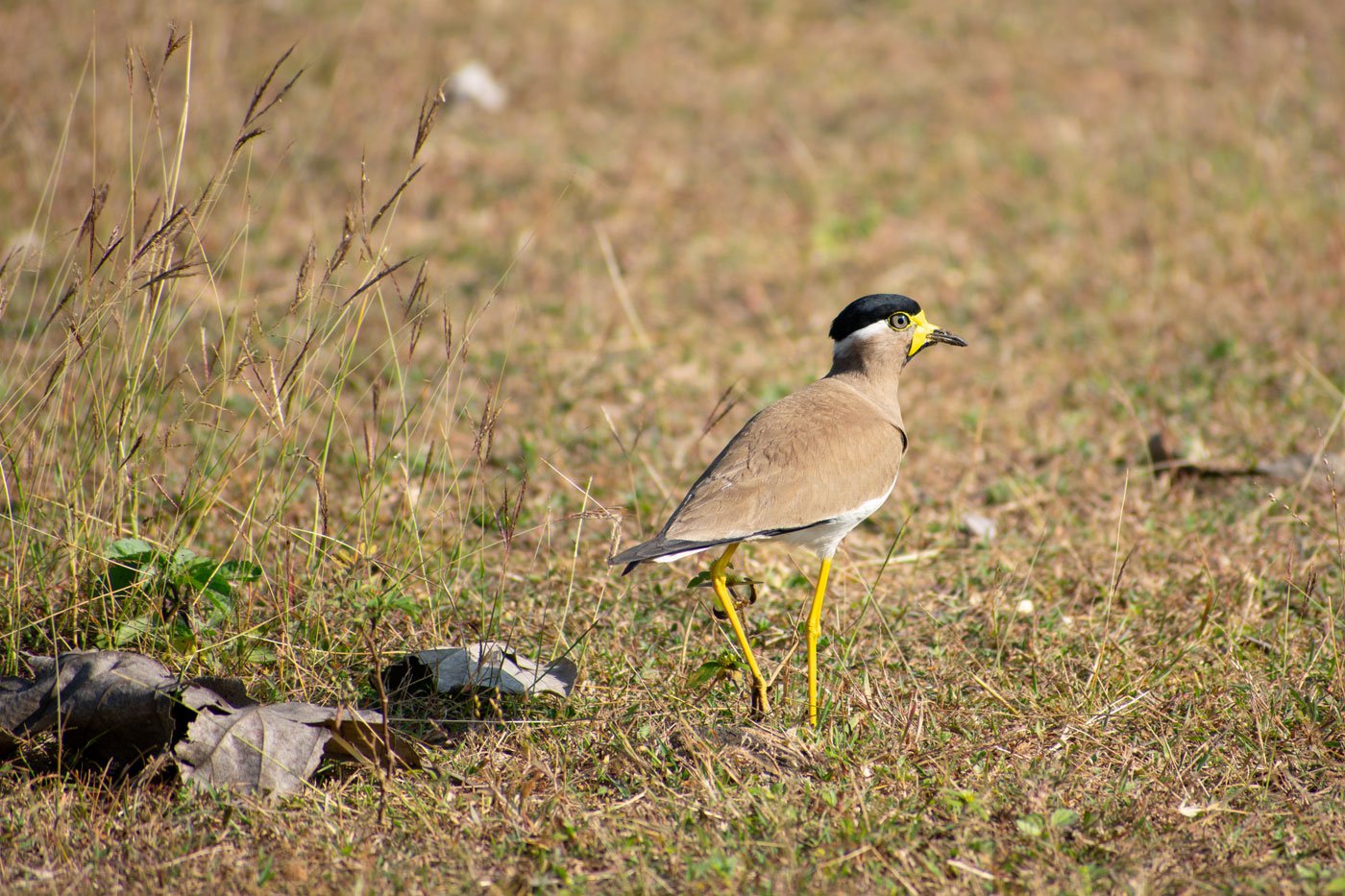 In the Nilgiris: Bokkapuram’s birdman