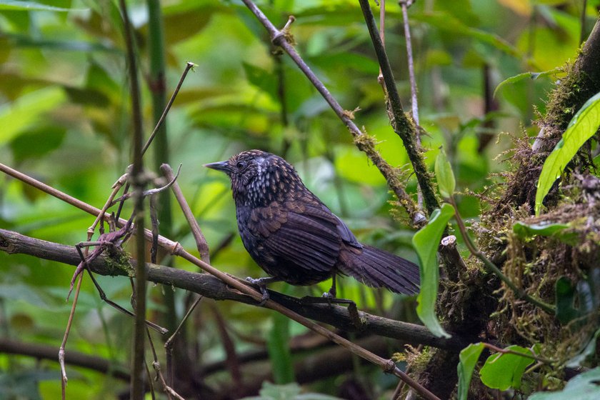 Left: Micah's favourite bird is the Sikkim Wedge-billed-Babbler, rare and much sought-after. It is one of Eaglenest’s 'big six' species and was seen in 1873 and then not sighted for over a century.