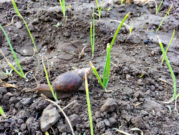 Left: Nitin has now sown onion but the snails continue to affect the crop.