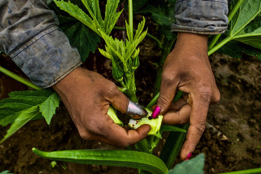 A woman agricultural labourer peels the outer layer of an okra bud to expose the stigma for pollination.