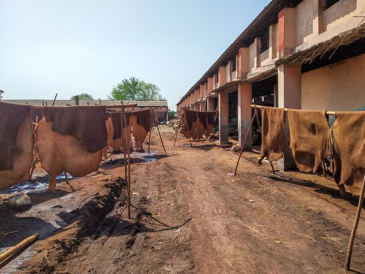 Left : Buffalo hides drying in the sun at the government tanning facility in Dungar village near Meerut.