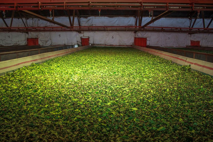 Freshly plucked leaves drying (left) at the Palampur Cooperative Tea Factory (right) in Kangra district of Himachal Pradesh