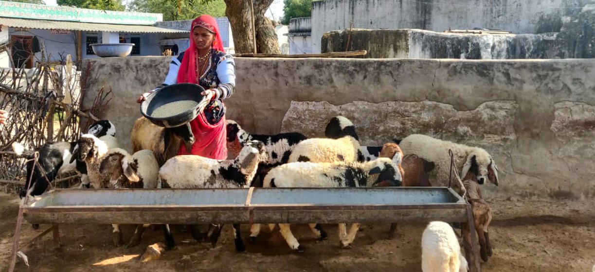 Left: Sita Devi gives bajra to the lambs and kids in her baada