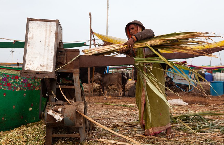 A woman carries fodder for the cattle