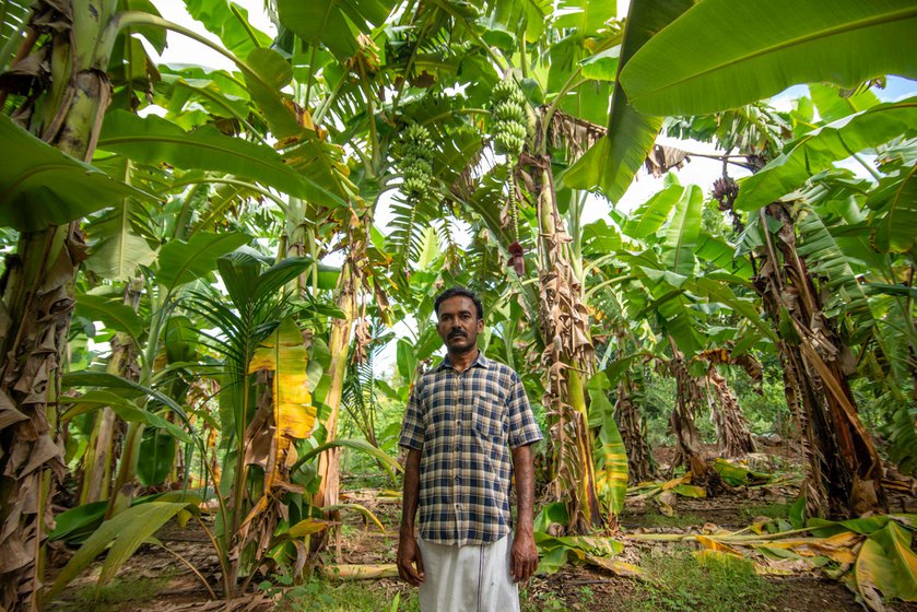 In his banana field, Thiru has planted the red variety this time.