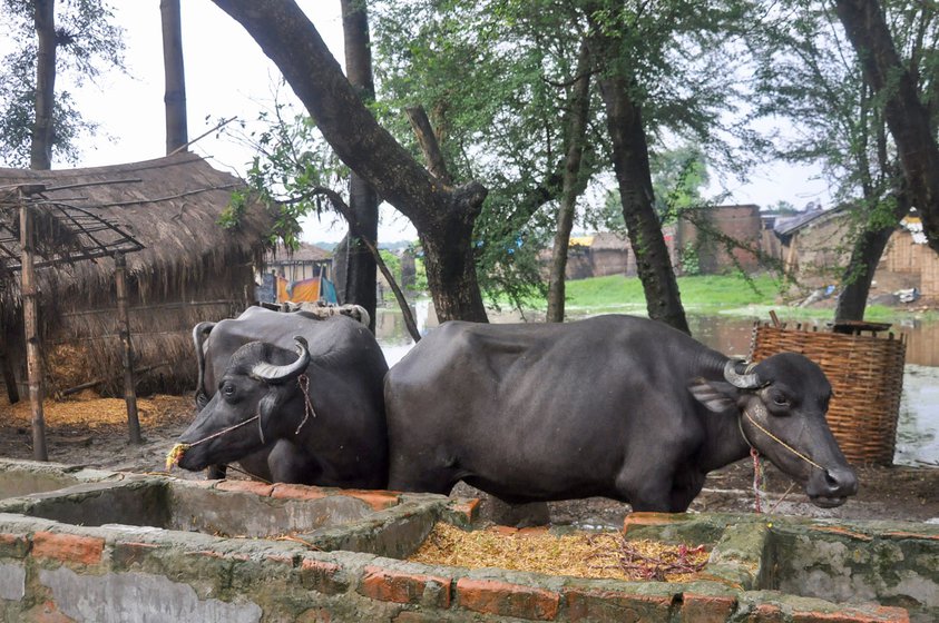 A shared drinking water trough (left) along the roadside constructed with panchayat funds for the few cattle in Musahar Tola (right)
