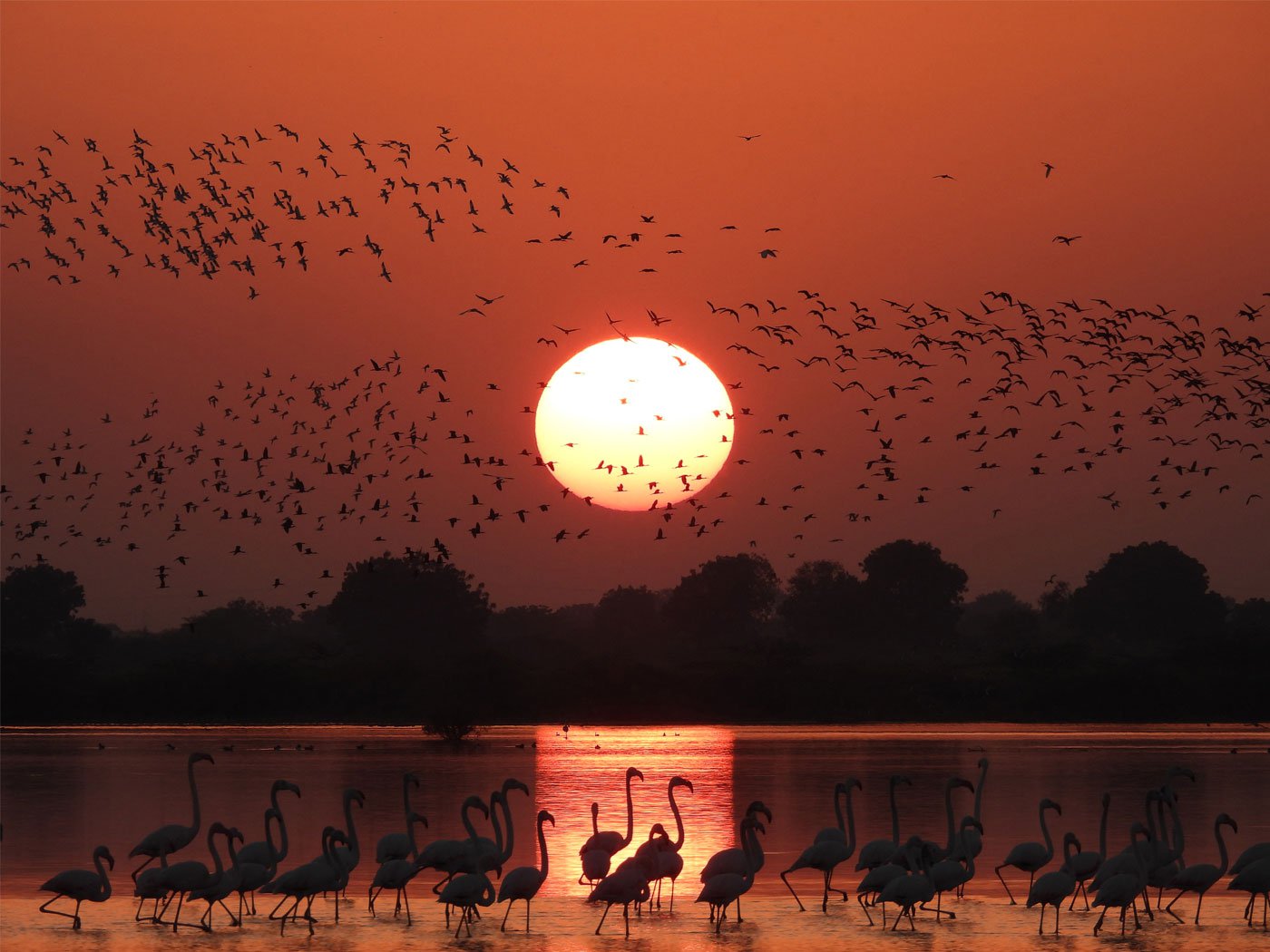 Right: Gani's picture of flamingos during sunset on the water.