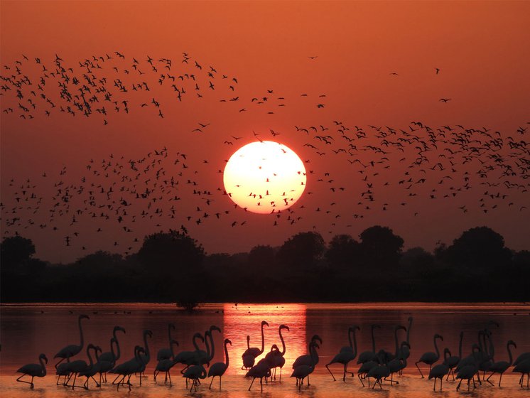 Right: Gani's picture of flamingos during sunset on the water.
