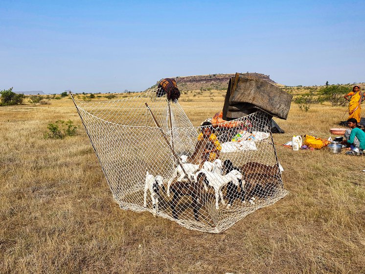 Young kids and lambs are kept in makeshift tents while older animals are allowed to graze in the open