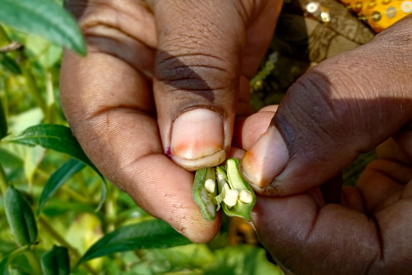 Sesame flowers and pods in Priya's field (left). She pops open a pod to reveal the tiny sesame seeds inside (right)