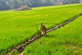 Promoting paddy, reclaiming rice in Kerala