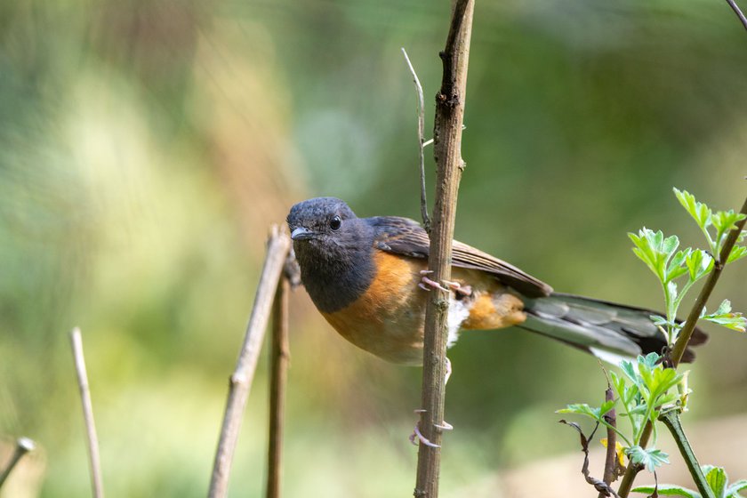 Right: White-rumped Shama