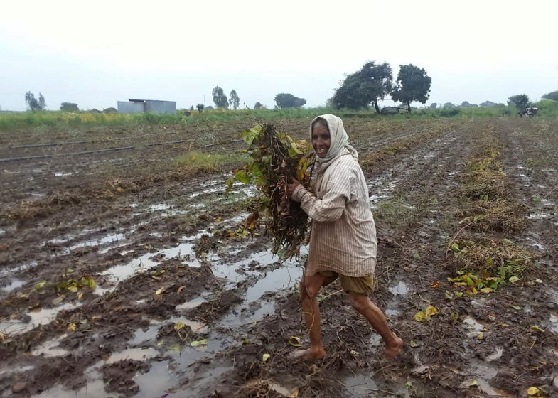 Left: Wadgaon's fields overflowing with rainwater. Right: In Osmanabad district, 6.5 lakh acres of farmland was affected in October 2020 (file photos)