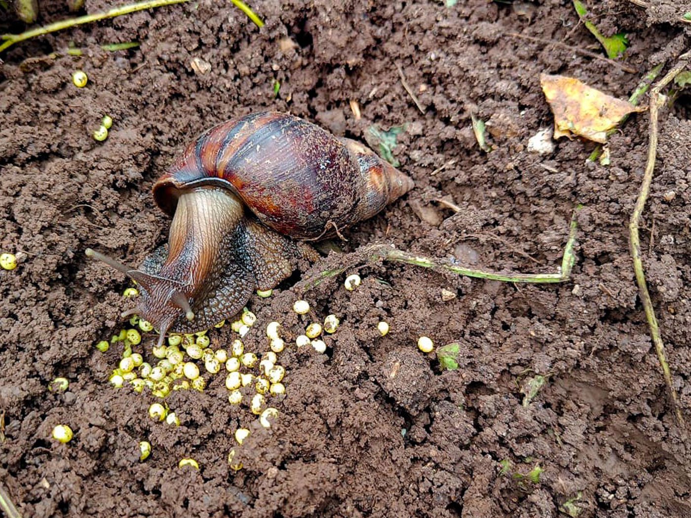 Snails Pace Through Crops In Darakwadi