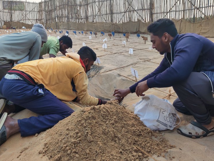 Guards at the Sagar Nagar hatchery digging a hole to lay the turtle eggs.
