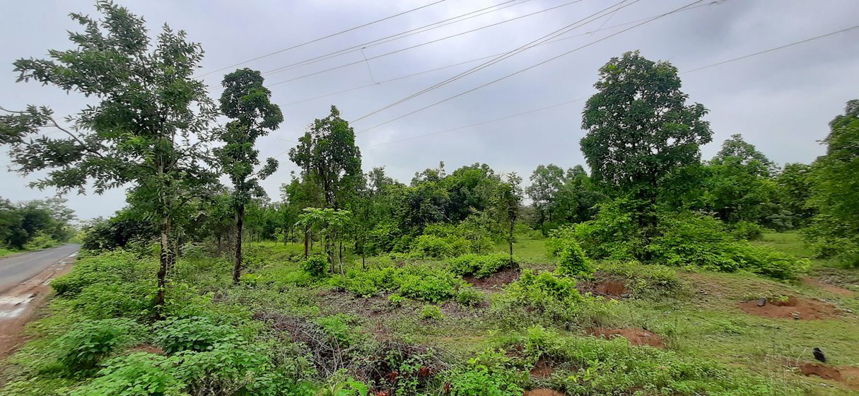 Tiger attacks are most numerous in forests and ﬁelds in the buﬀer zone and surrounding landscape, suggesting that some tigers are moving out of TATR