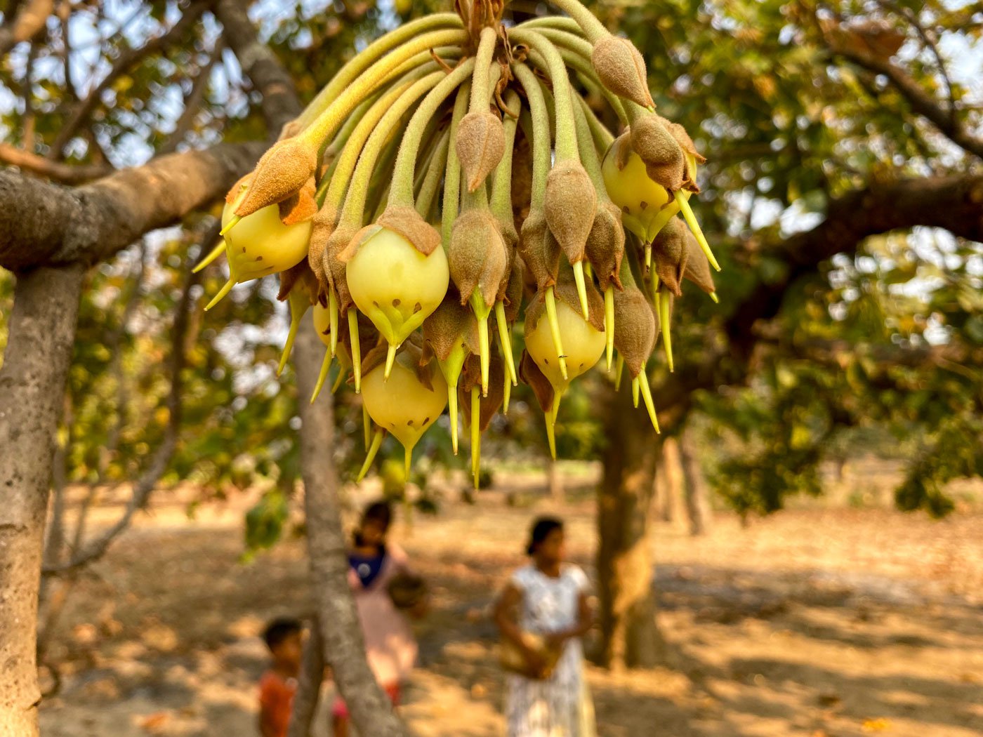 A bunch of Madhuca longifolia flowers hanging from the tree