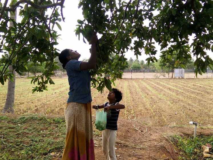 Chandra plucking guavas with Iniya