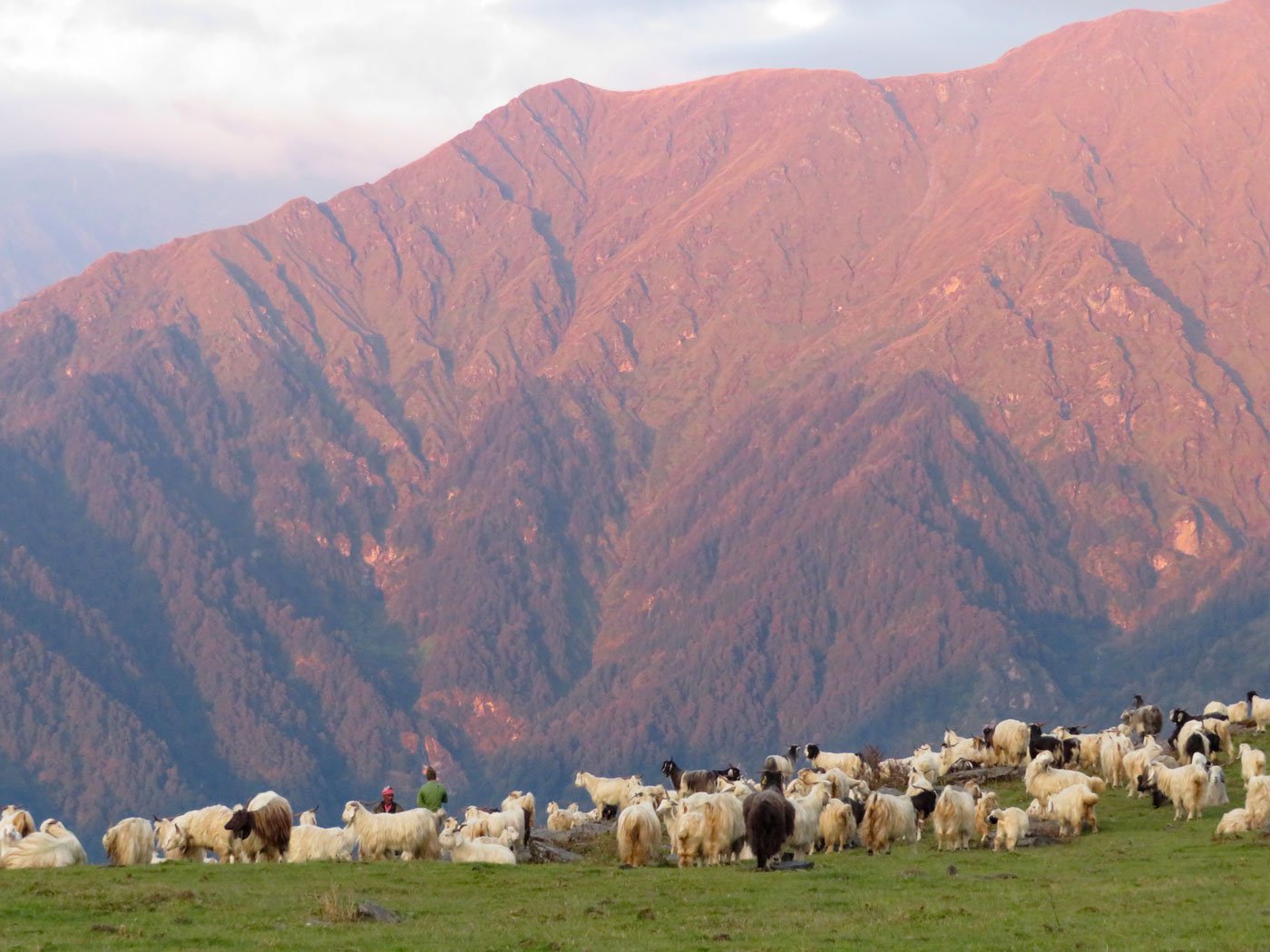 The shepherds at work, minding their animals, as the sun rises on the Gangotri range in the background