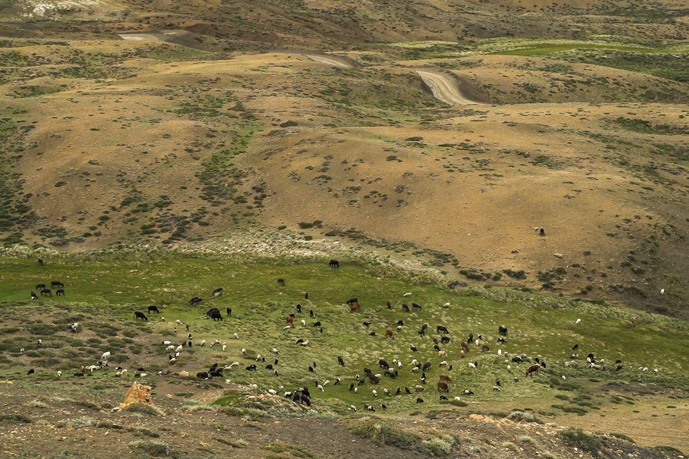 The village sheep, goats, cattle and donkeys moving towards high altitude areas in search of grazing grounds