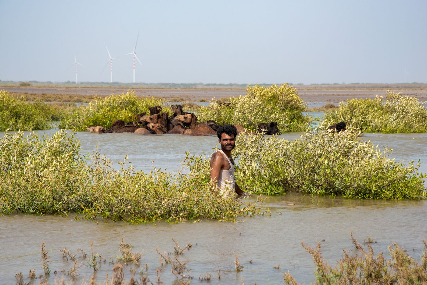 Bhikabhai Rabari accompanies his grazing camels by swimming alongside them