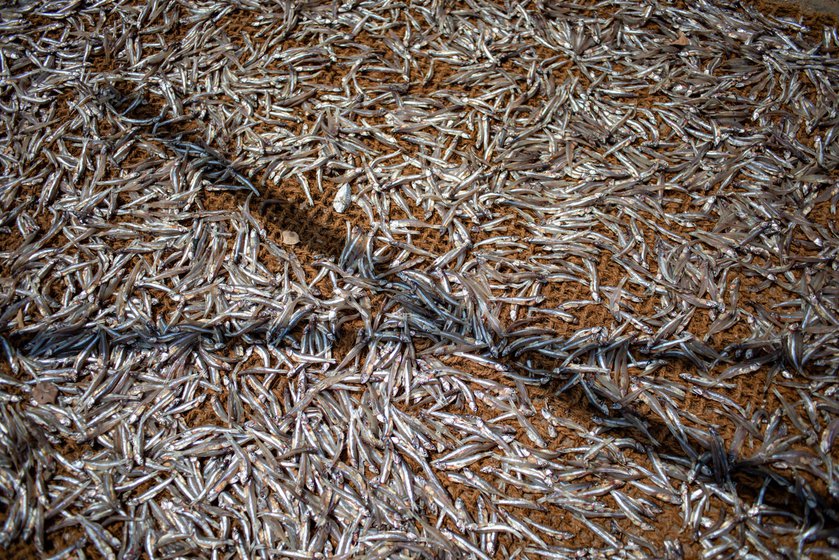 Right: Nethili meen (anchovies) drying in the sun