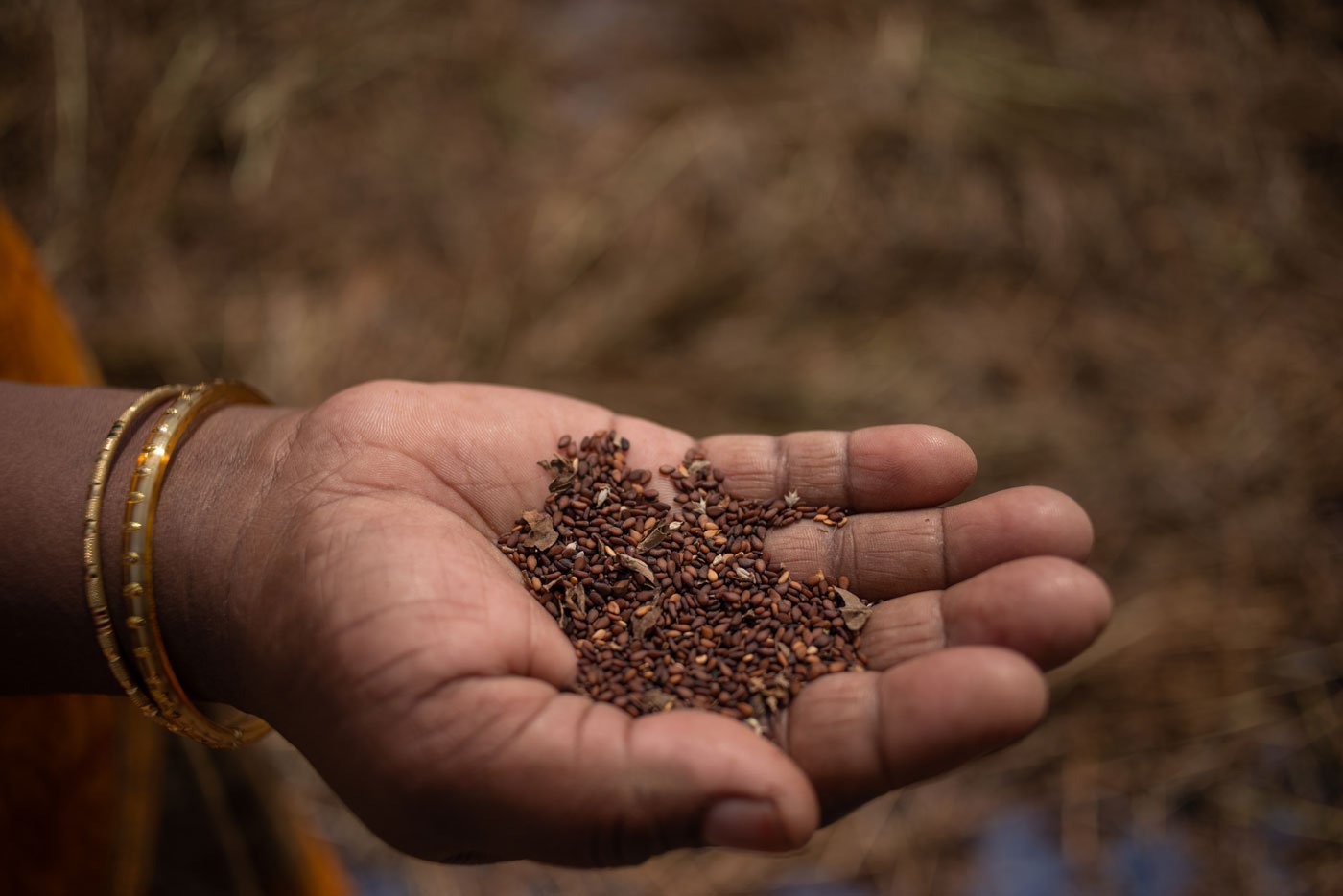 Priya holding up a handful of sesame seeds that have just been harvested