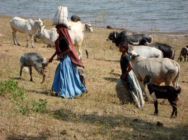 Livestock is a major source of capital support for the Bhils. All members of the household contribute to looking after the animals. But due to a lack of fodder in the deforested hills, not much milk is produced
