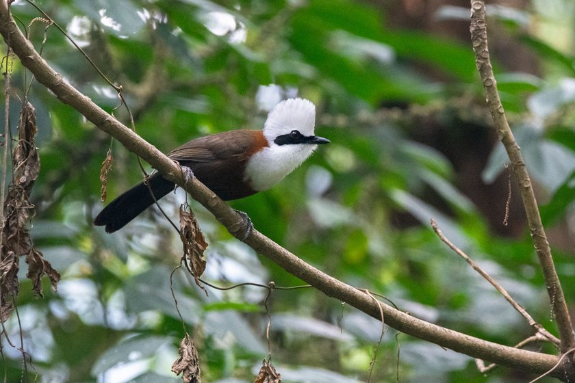 The White-crested Laughingthrush (left) and Silver-breasted-Broadbill (right) are low-elevation species and likely to be disproportionately impacted by climate change