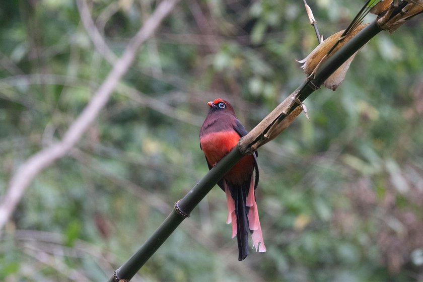 The scarlet-bellied Ward's trogon found in Eaglenest, a wildlife sanctuary in the eastern Himalayas