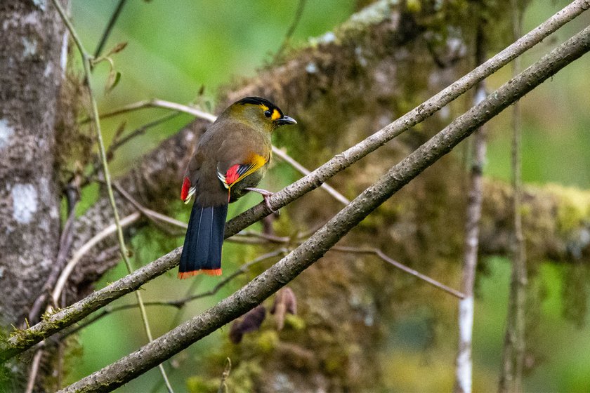 Some of the rarest birds call these cloud forests their home, like the elusive Bugun Liocichla (left) and the large pheasant-like Blyth's Tragopan (right)