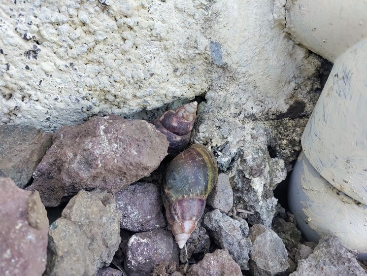 Left: Giant African Snails near Sunanda Soope’s farm.