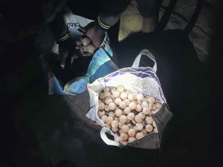 Lakshmayya buries the Olive Ridley turtle eggs he collected at RK Beach at the hatchery. 'In the hatchery the eggs are safe,' he says