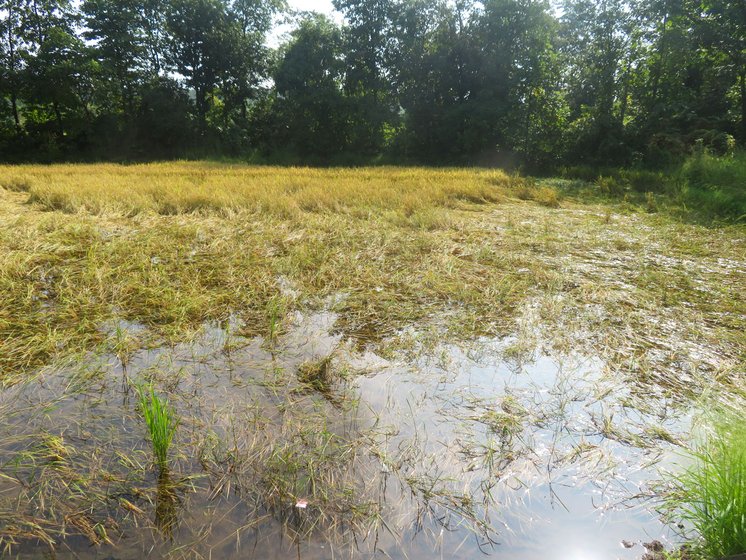 Unexpected rainfall in October hit all the farmers in Gates Budruk, a village of 1,134 people