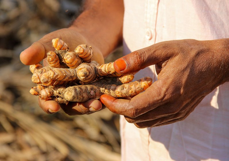 Fresh turmeric fingers, which are processed by Thiru Murthy to make beauty products and malted drinks.