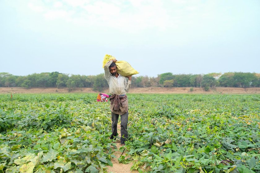 Left: Indraman Chakradhari carrying the beans he has harvested from his field to his hut to store.
