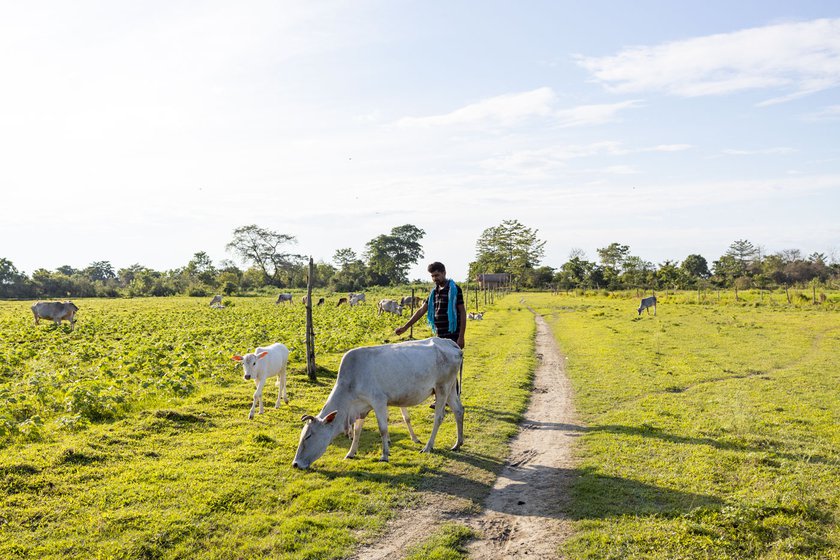 Almost everyone on the sandbank island earns their livelihood rearing cattle and growing vegetables