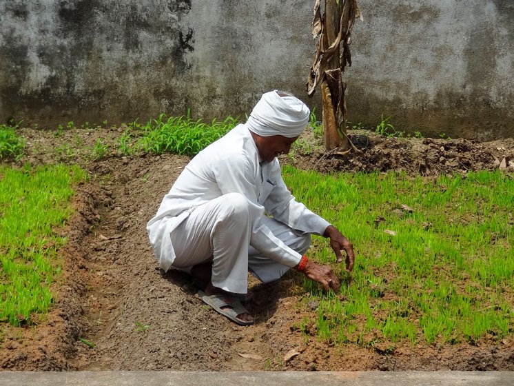 Maroti working on the plot where he has planted a nursery of indigenous rice varieties