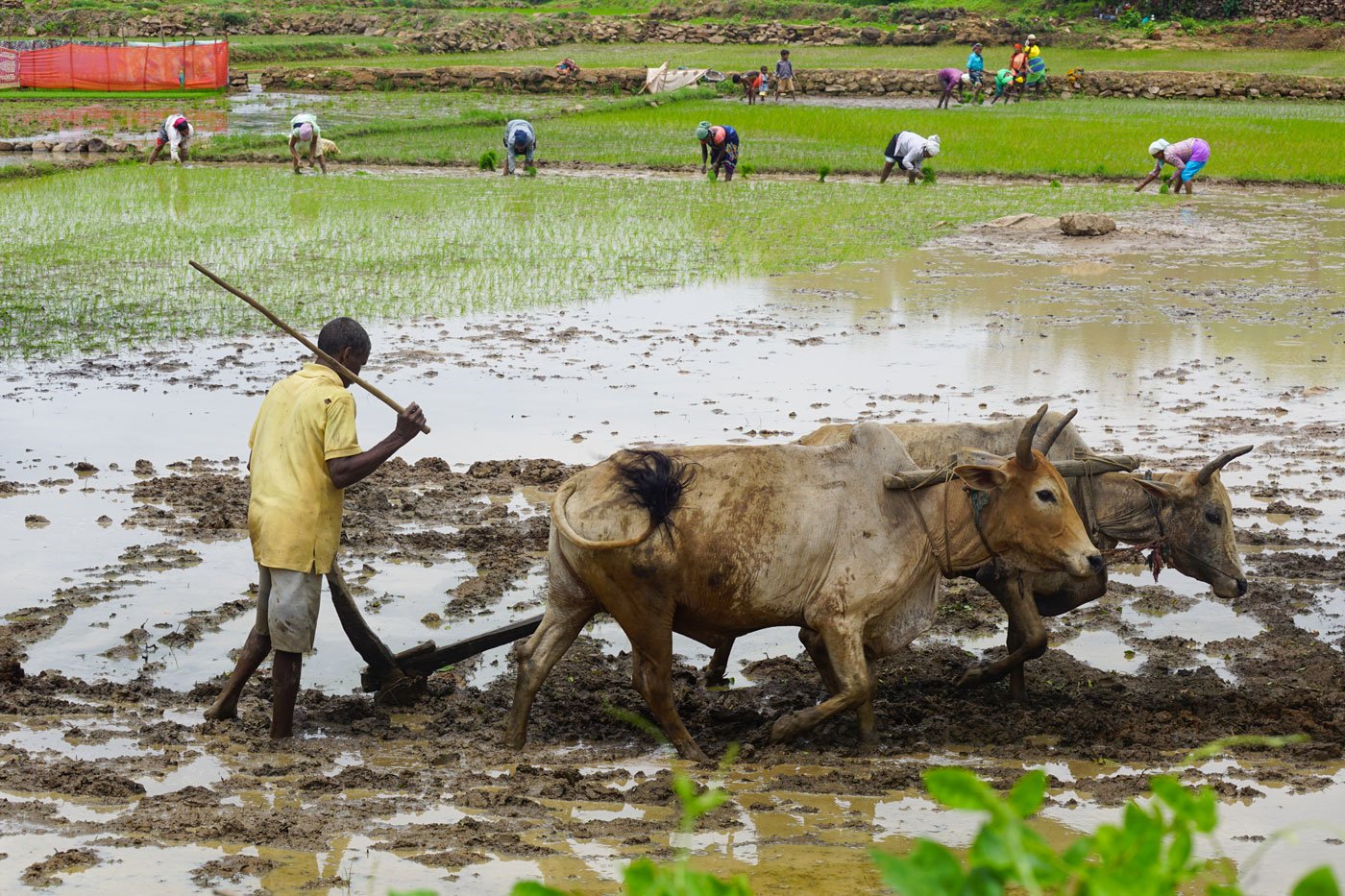 The sowing and planting of paddy would continue for roughly 15 days (after we met the labourers in July)